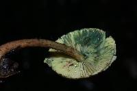 Lepiota trichroma image