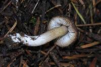 Tricholoma terreum image