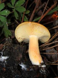 Lactarius vinaceorufescens image