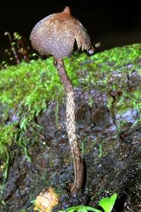 Psilocybe yungensis image