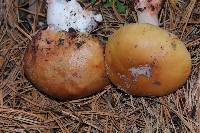 Amanita rubescens image