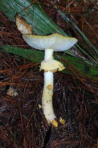 Amanita flavoconia image