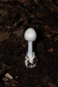 Amanita bisporigera image