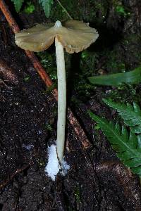 Entoloma murrayi image