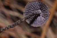 Psilocybe fagicola image