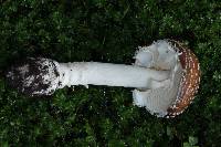 Amanita pantherina image