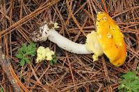 Amanita flavoconia image