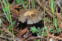 Psilocybe aztecorum image