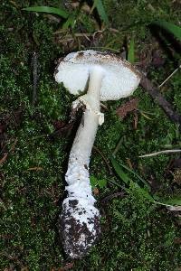 Amanita pantherina image