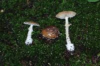 Amanita pantherina image