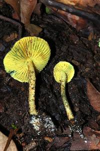 Lepiota trichroma image