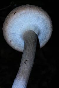 Boletellus ananas image