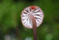 Mycena singeri image