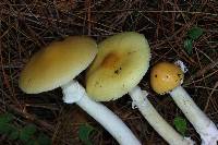 Amanita xylinivolva image