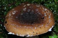 Amanita pantherina image