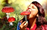 Amanita muscaria image