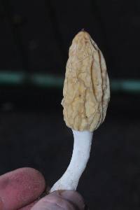 Morchella rufobrunnea image