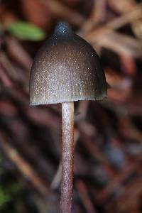 Psilocybe neoxalapensis image