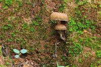 Psilocybe zapotecorum image