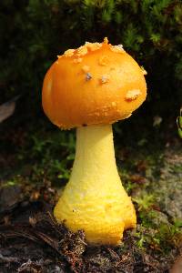 Amanita flavoconia image