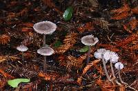 Mycena pura image