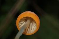 Marasmius spegazzinii image