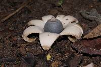 Geastrum saccatum image