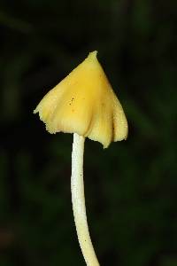 Entoloma murrayi image