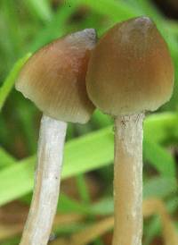 Psilocybe semilanceata image