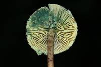 Lepiota trichroma image