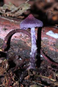 Cortinarius bibulus image