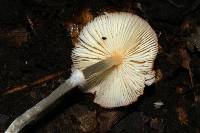 Leucoagaricus rubrotinctus image