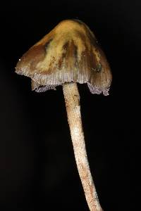 Psilocybe semilanceata image