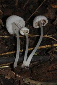 Coprinellus disseminatus image