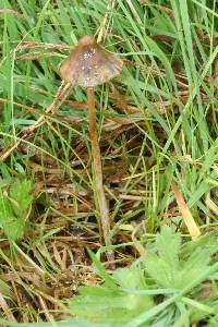 Psilocybe semilanceata image