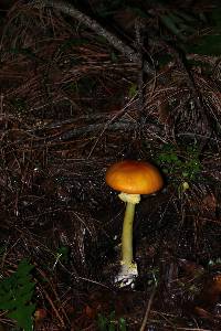 Amanita flavoconia image