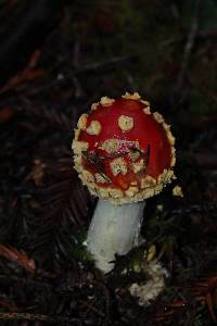 Amanita muscaria subsp. flavivolvata image