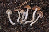 Inocybe whitei image
