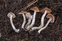 Inocybe whitei image