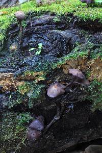 Psilocybe yungensis image