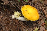 Amanita flavoconia image