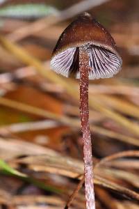 Psilocybe fagicola image