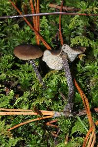 Tephrocybe boudieri image