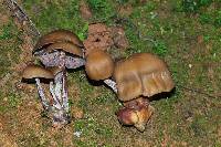 Psilocybe zapotecorum image