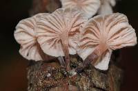 Hemimycena candida image