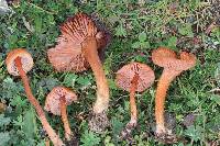 Laccaria laccata image