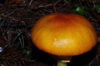 Amanita flavoconia image