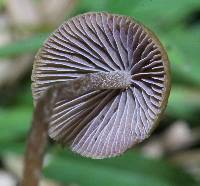 Psilocybe mexicana image