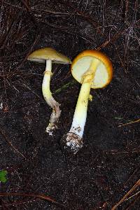 Amanita flavoconia image