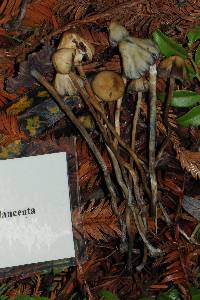 Psilocybe semilanceata image